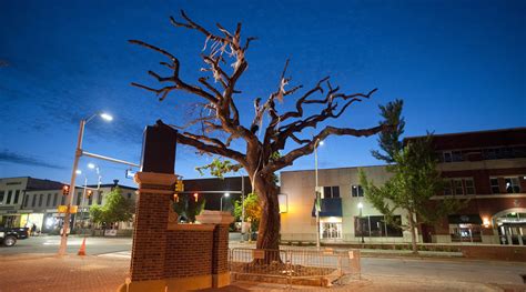 auburn poisoned trees radio|auburn tree poisoning.